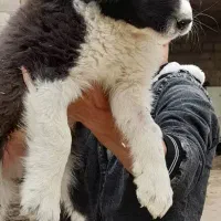 واگذاری توله نرولاس قدرجونی