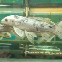 ۱۰عدد کوی سایز بزرگ ومولد