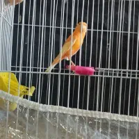 فروش جفت قناری رد فکتور