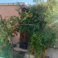 اجاره سوییت|اجارهٔ کوتاهمدت آپارتمان و سوئیت|فردوس (خراسان), |دیوار