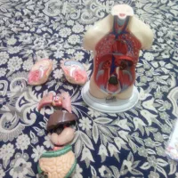 مولاژ|اسباببازی|تهران, شهید فکوری|دیوار