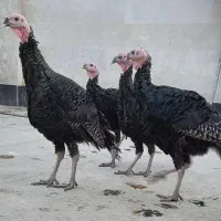 بوقلمون