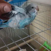 مرغ عشق سرلاکی