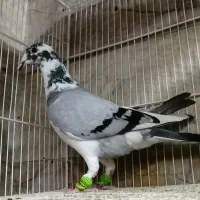 کبوتر ابلغ سبز نر