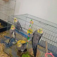عروس هلندی نر