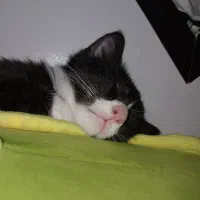 گربه ۵ ماهه