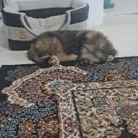 تدی بازیگوش