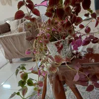 دو عدد حسن یوسف  دونه ۹۰. کاملا سر حال و شاداب|گل و گیاه طبیعی|گلبهار, شهر جدید گلبهار|دیوار