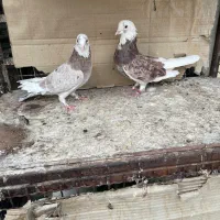 چند جفت کفتر هما ابلغ پرشی