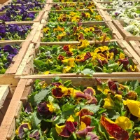 بنفشه بذر F1 خارجی ( هلندی ) جعبه ای|گل و گیاه طبیعی|تهران, عباسآباد|دیوار