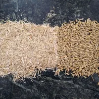 جو کاه نان خشک|لوازم جانبی حیوانات|نگین شهر, |دیوار