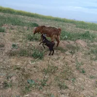 سه راس بزبابزغاله