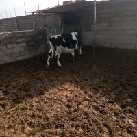 تلیسه|حیوانات مزرعه|گناباد, |دیوار