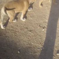 توله افغانی