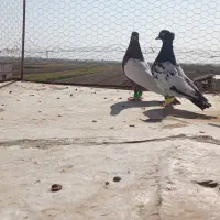 سلام دوعدد کفتر دورنگ نر .|پرنده|الوند, |دیوار