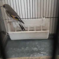 سهره کرمانی ماده|پرنده|پردیس, فاز ۹|دیوار