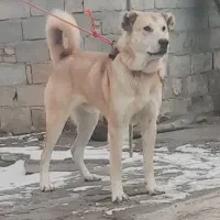 واگذاری سگ سرابی ۱۳ماهه