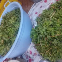 موچه تازه ،گل چین