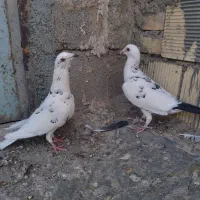 دورگ|پرنده|بندر ماهشهر, |دیوار