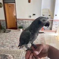 کاسکو دم قهوه ای