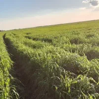 اجاره زمین کشاورزی|اجارهٔ دفتر صنعتی، کشاورزی، تجاری|اهواز, اسماعیلیه|دیوار