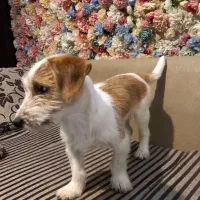 واگذاری سگ اپارتمانی نژاد اشپیتز و شیتزو