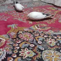 کبوتر دم سیاه
