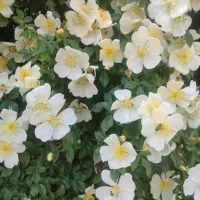 نهال نسترن میمندفارس برای عرق گیری|گل و گیاه طبیعی|اصفهان, راران|دیوار