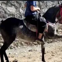 مادیان کرد مدارک دار