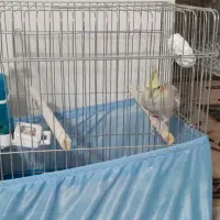 عروس هلندی نر|پرنده|ماهدشت, |دیوار