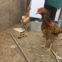 تخم مرغ لاری|حیوانات مزرعه|بندرعباس, |دیوار