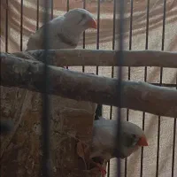 فنچ|پرنده|باقرشهر, |دیوار