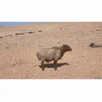 قوچ هترو