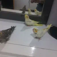عروس هلندی دستی