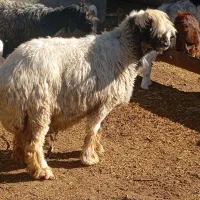 میش بختیاری|حیوانات مزرعه|مرودشت, شهرک مهدیه|دیوار