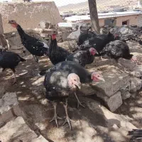 بوقلمون برنز|پرنده|مشهد, شهرک شهید باهنر|دیوار