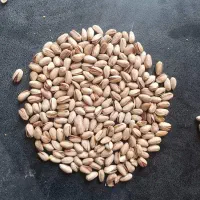 باغ پسته ای با اب