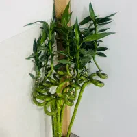 بامبو|گل و گیاه طبیعی|بندر دیر, |دیوار