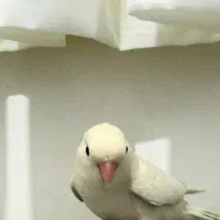 طوطی برزیلی|پرنده|خوانسار, |دیوار