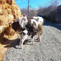 گاو سمینتال با گوساله ماده