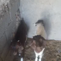 دونه ای ۱۱ ملیون