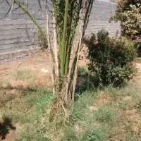 پاجوش نخل|گل و گیاه طبیعی|داراب, |دیوار