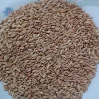 گندم و جو|عمده‌فروشی|کوهدشت, |دیوار