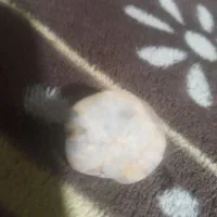 سنگی که تو خودش نور نگه میداره|کلکسیون اشیاء عتیقه|قوچان, |دیوار