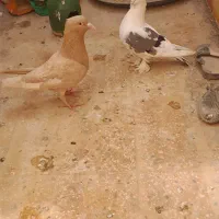 کبوتر
