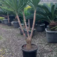 یوکا بنسای گلدون گرد سایز ۵۶ریشه دار|گل و گیاه طبیعی|نشتارود, |دیوار