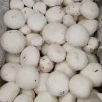 قارچ درجه یک دزفول