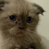 گربه اسکاتیش اصیل۲ ماهه