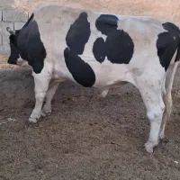 یک راس نر گاو