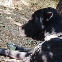 سگ سراب